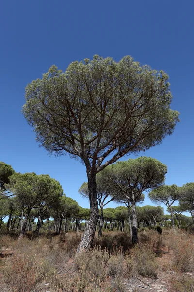 Sten tall träd i donana national park, Andalusien Spanien — Stockfoto