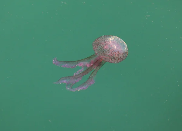 Небезпечні медуз на середземноморському узбережжі Малага в Іспанії — стокове фото
