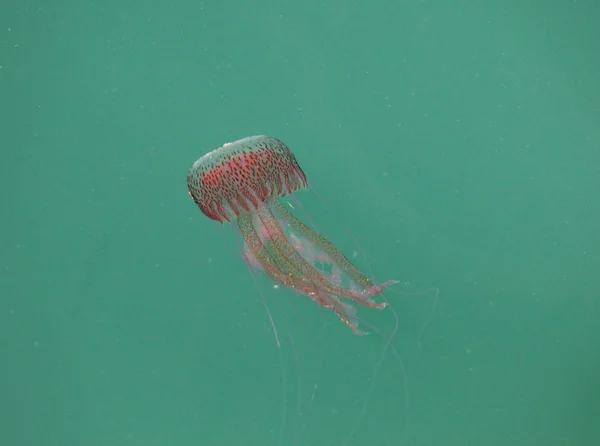 Medusas peligrosas en la costa mediterránea de Málaga en España —  Fotos de Stock