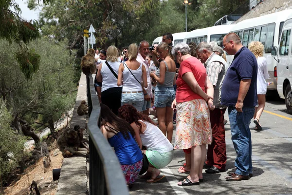 Turystów oglądania pół dzikie barbary Makaki w Gibraltarze — Zdjęcie stockowe