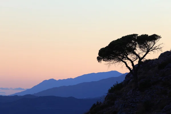 Silhueta de um pinheiro na montanha. Andaluzia, Espanha — Fotografia de Stock