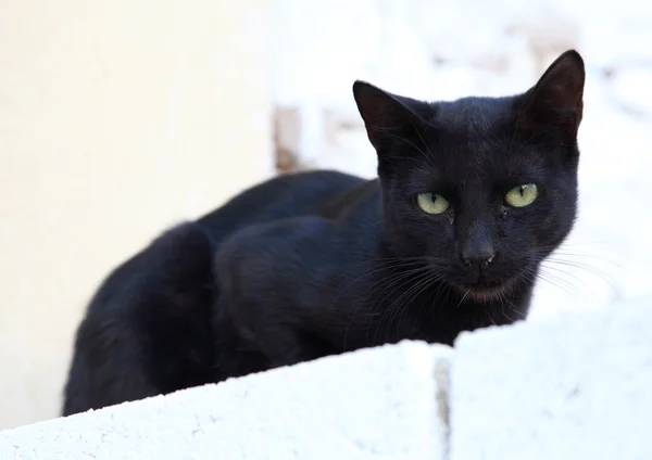 Gato preto em uma parede branca — Fotografia de Stock
