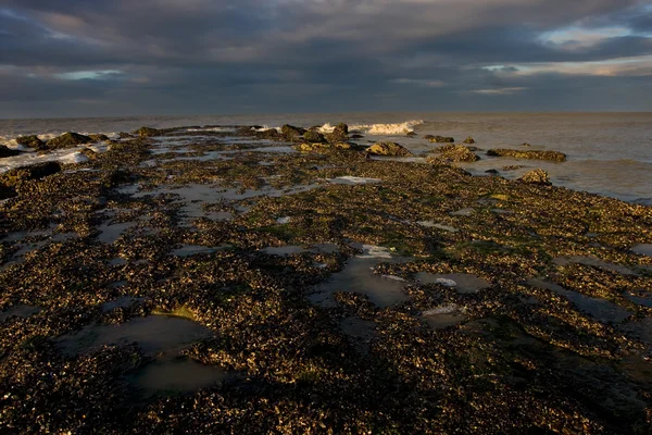 벨기에 있는 해변 — 스톡 사진