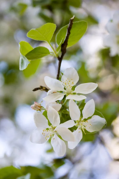 Fruitboom bloeien — Stockfoto