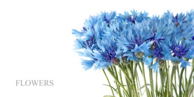 Beyaz arka plan üzerinde izole Peygamber Çiçeği çiçek buketi