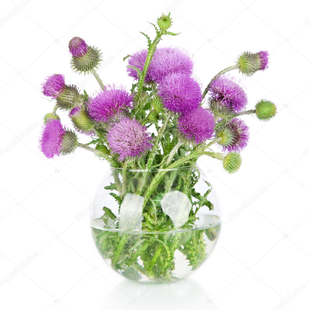 Beautiful purple burdock wild flowers in vase isolated on white