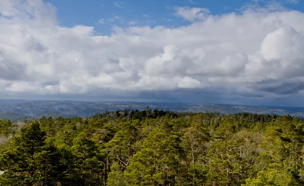 Δείτε πάνω από το δάσος με συννεφιά — Φωτογραφία Αρχείου