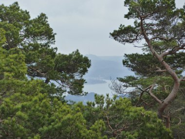 arka planda fjord ile kozalaklı orman