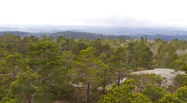 stock image View over forest with cloudy sky