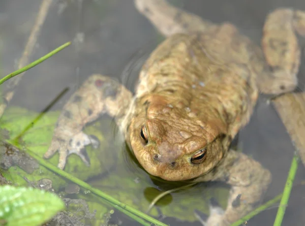 stock image Common toad in wet ambiance