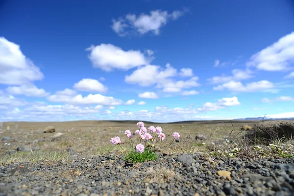Крошечные розовые цветы посреди пустыни — стоковое фото