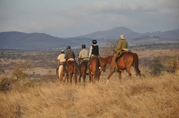 Paardrijden safari — Stockfoto