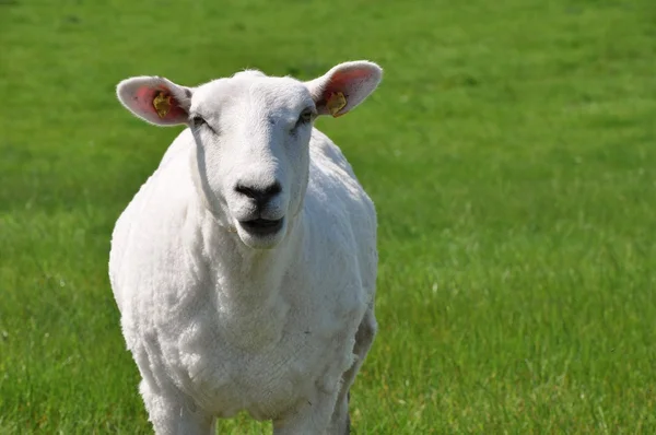 Beyaz koyun gözlemci gözlemleyerek — Stok fotoğraf
