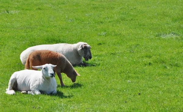 Три овцы на зеленом пастбище — стоковое фото