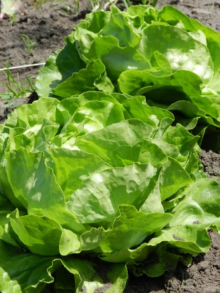 stock image Green salad in my garden