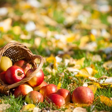 Red apples in basket clipart