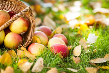 Basket full of red apples clipart