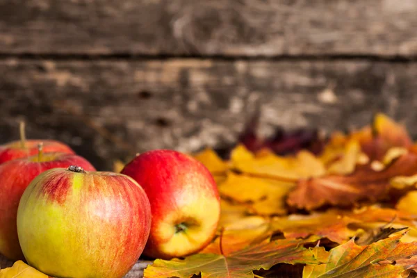 Podzimní hranice z jablek a Javorové listy — Stock fotografie