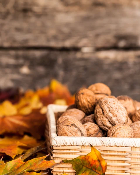 Podzimní hranice z ořechů — Stock fotografie