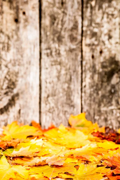 Frontera de otoño — Foto de Stock
