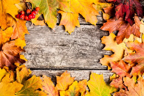Herfst frame met ashberry — Stockfoto