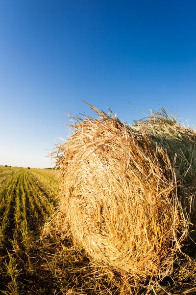 Haystack in wheat field — Stock Photo, Image