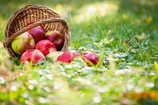 Sepet elma — Stok fotoğraf