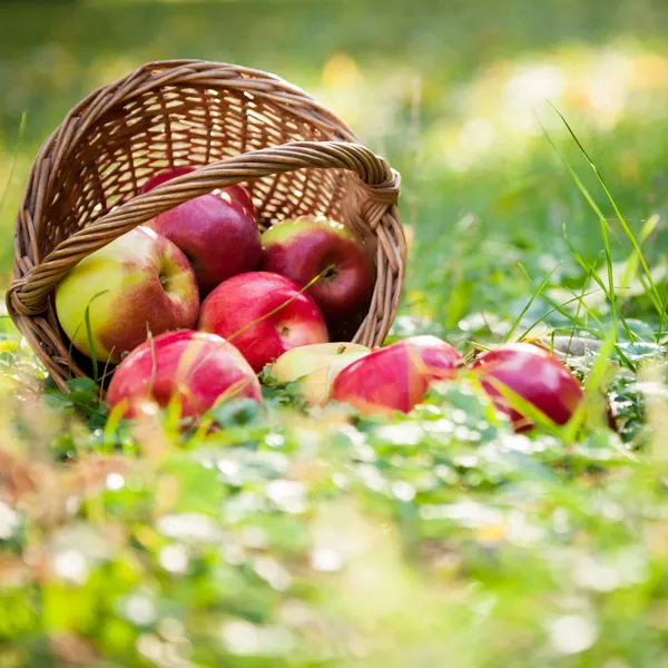 Košík plný červených jablek — Stock fotografie
