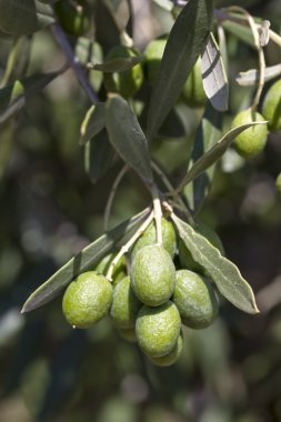 zeytin ağacı üzerinde