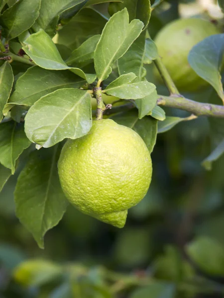 Lemon on tree — Stock Photo, Image