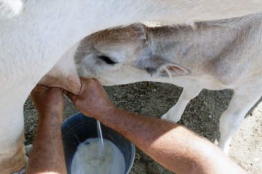 The farmer and the calf clipart