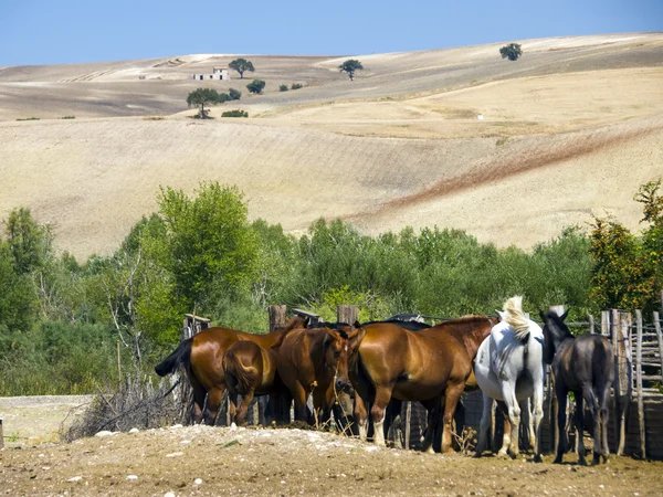 stock image Landscape of Italian country