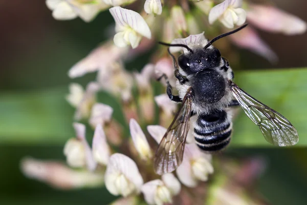 꿀벌 api mellifica — 스톡 사진