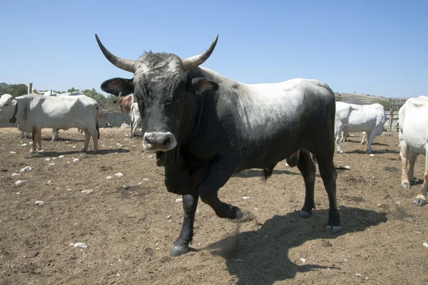 Toro en una granja —  Fotos de Stock