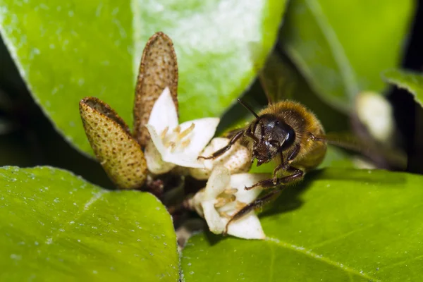 Bee apis mellifica — Stock Photo, Image
