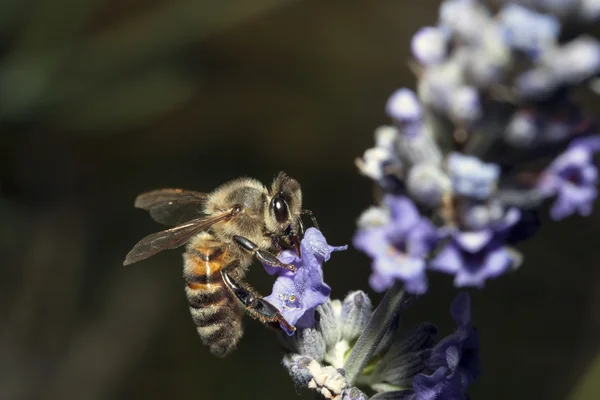 Včela apis mellifica — Stock fotografie