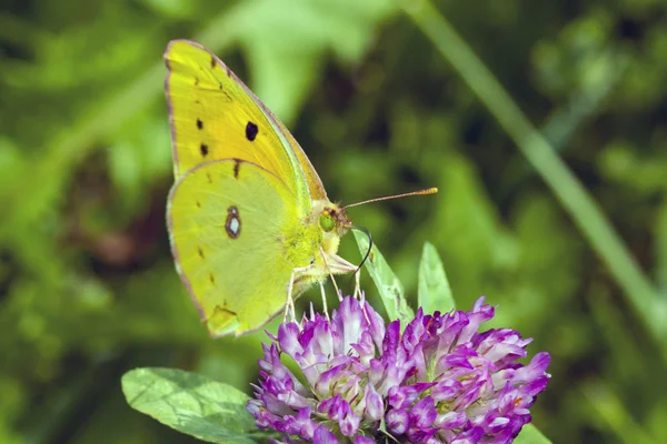 Schmetterling wolkenloser Schwefel auf Blume — Stockfoto