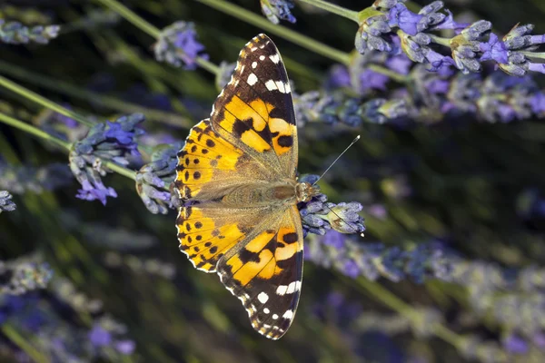Papillon Vanessa Atlanta sur fleur — Photo