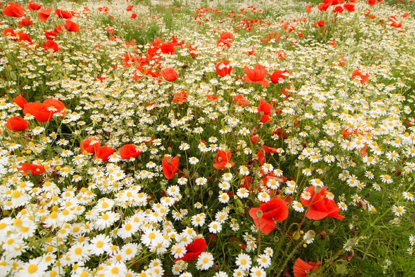 stock image Poppies