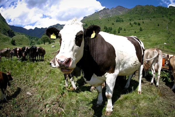 Vaca silvestre — Foto de Stock