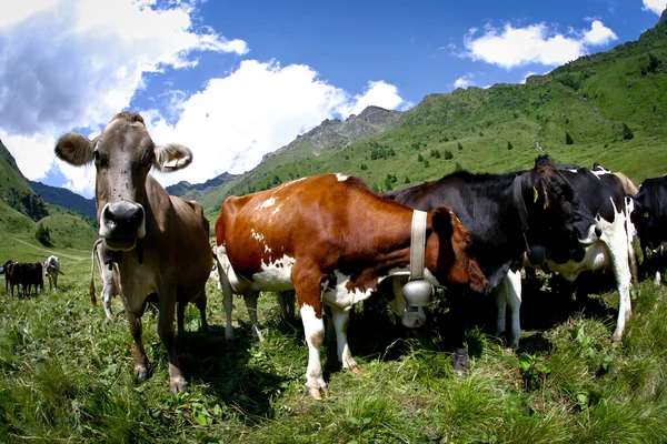 stock image Wild cow