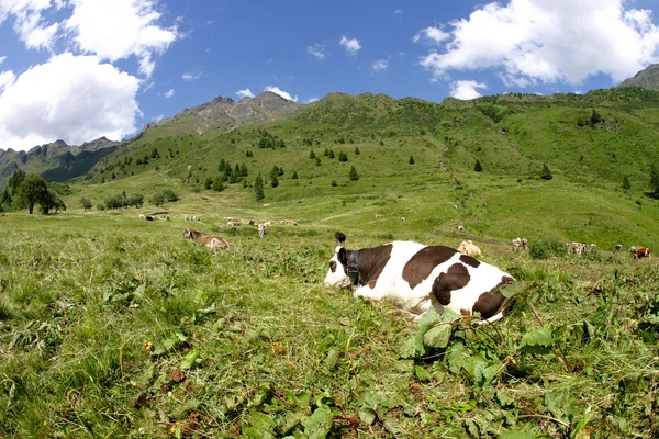 stock image Wild cow