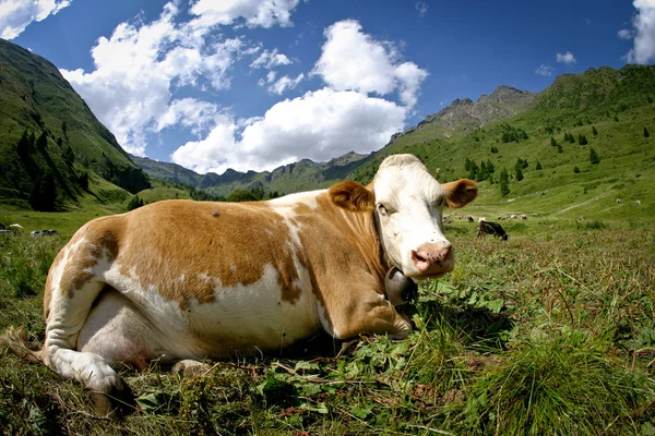 Vaca silvestre — Foto de Stock