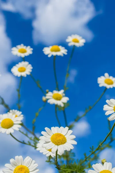 stock image Flower