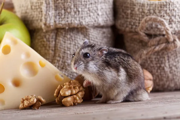 Paradis des rongeurs - hamster ou souris dans le garde-manger — Photo