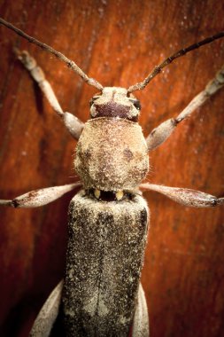 xilophagus böcek