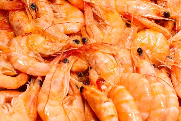 stock image Shrimps