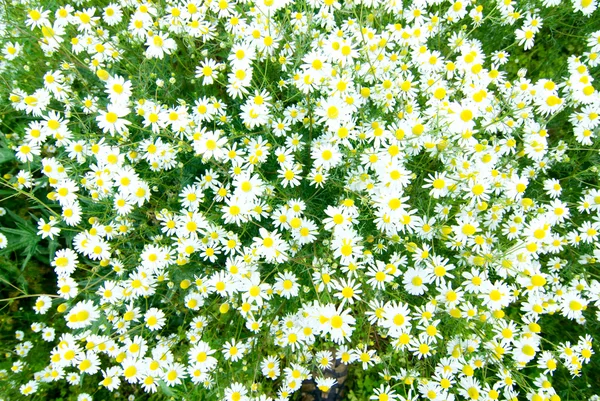 stock image Camomile flowers