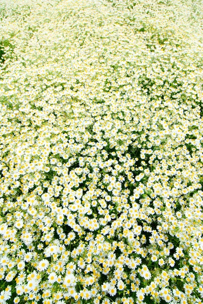 stock image Camomile flowers