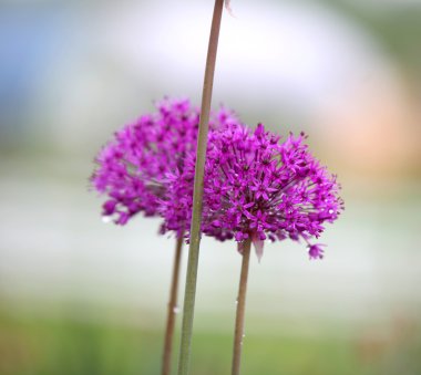 Allium çiçek